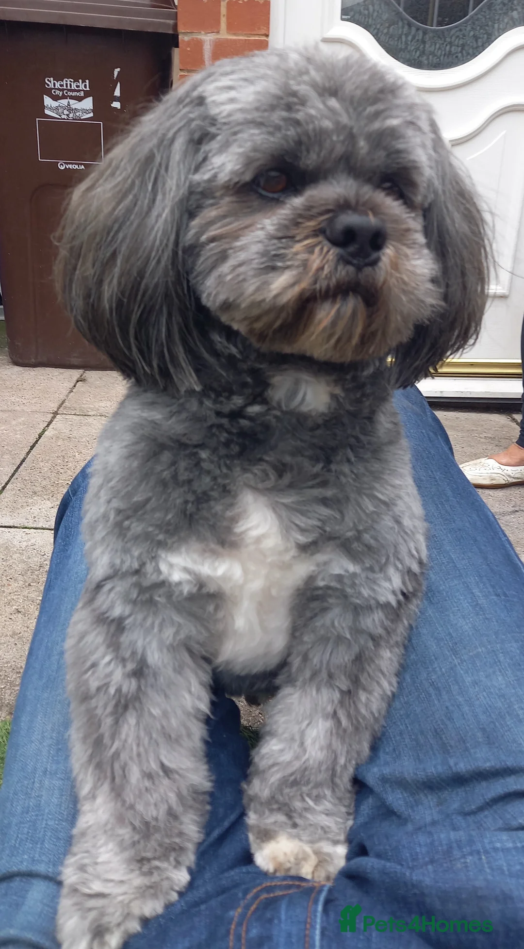 Lhasa Apso dogs for stud: Pedigree male dogs for stud in Sheffield - Advert 6