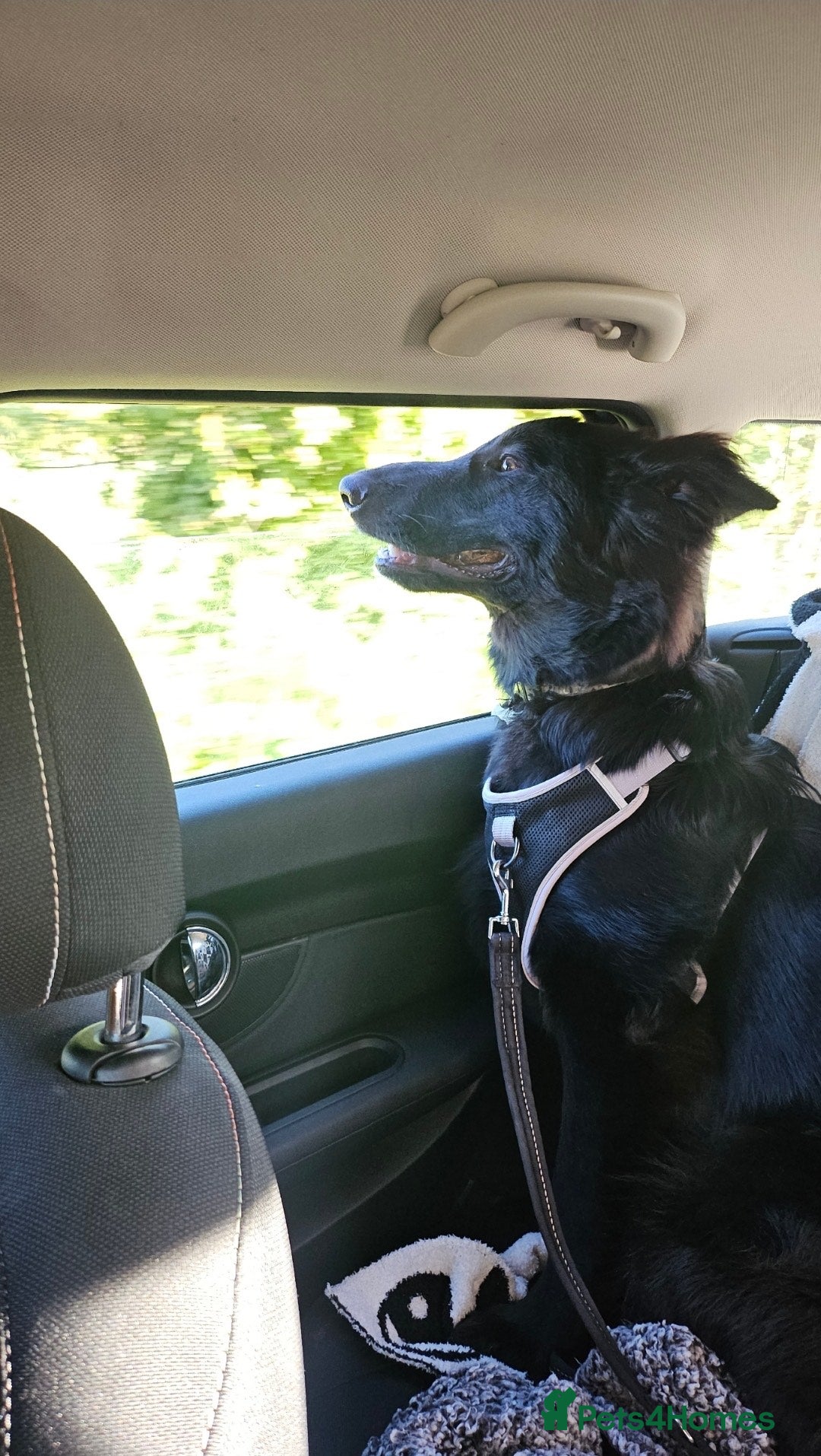 Shepsky dogs for sale: Oswald - Beautiful 11 month old German Shepard Mix - Image 2