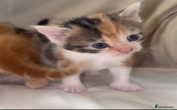 Mixed Breed cats for sale: Beautiful British shorthair cross kittens for sale - Image 4