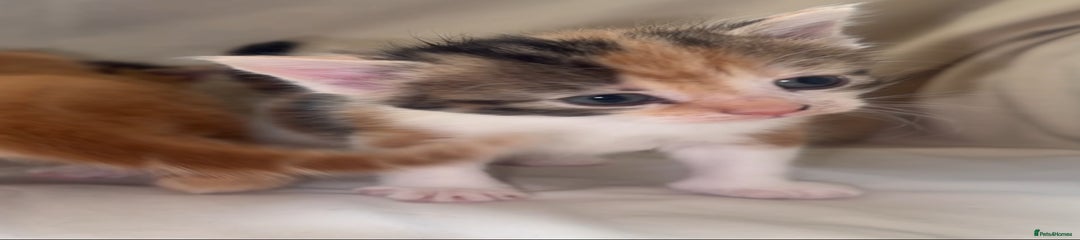 Mixed Breed Kitten 4