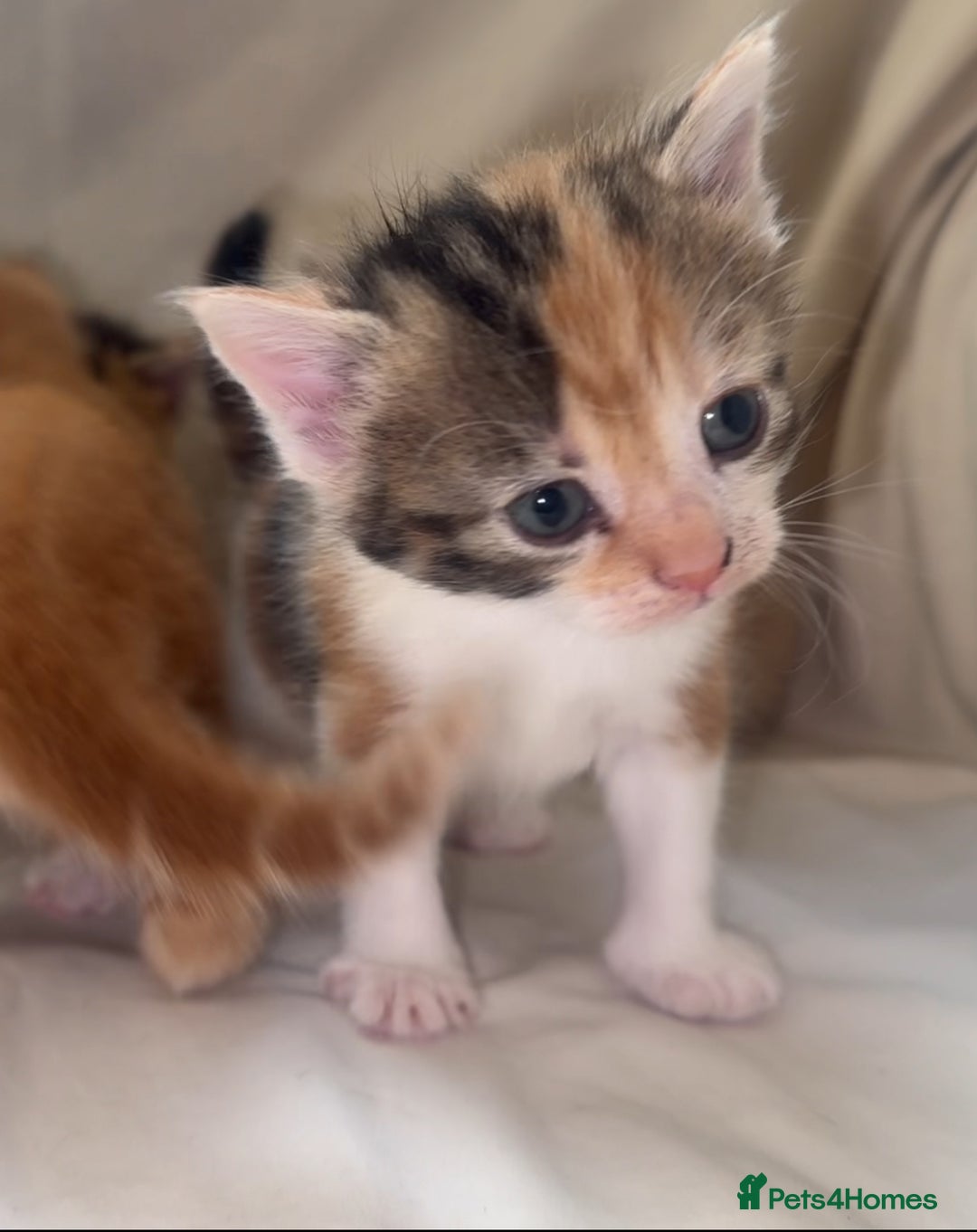 Mixed Breed cats for sale: Beautiful British shorthair cross kittens for sale - Image 4