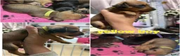 Mixed Breed dogs for sale: Dorkie (dachshund x Yorkie) pups beautiful pups🐾 in Borehamwood - Advert 6
