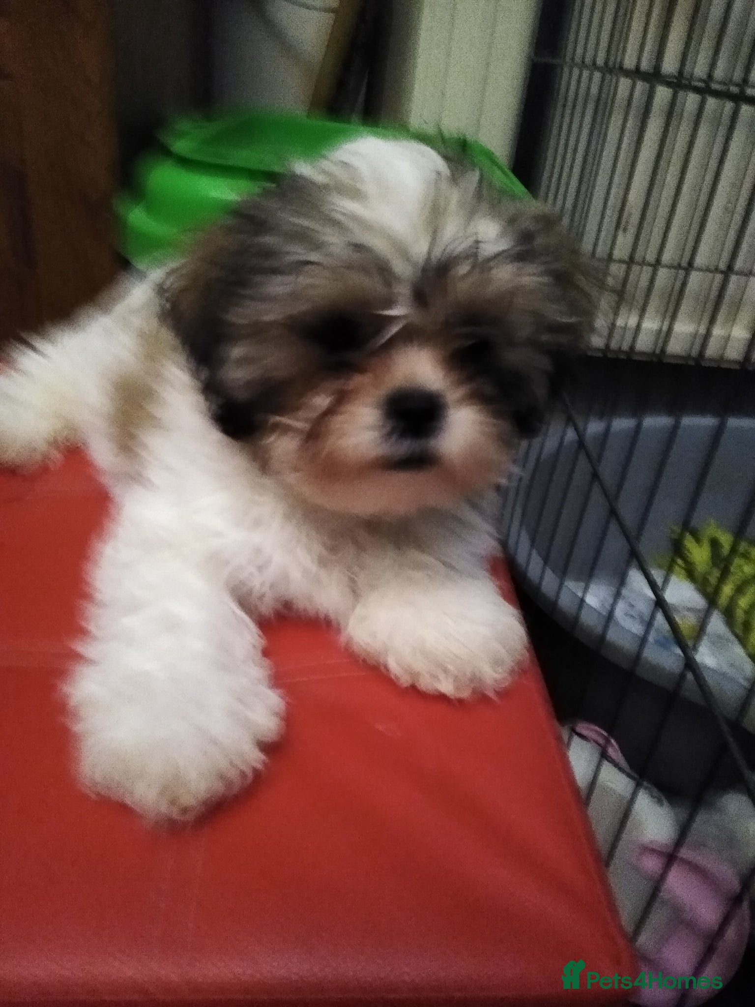 Zuchon dogs Shichon/Zuchon - Advert 13