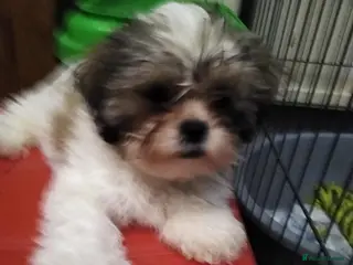 Zuchon dogs Shichon/Zuchon - Advert 13