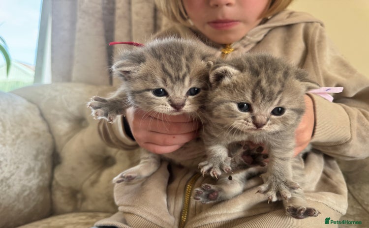 Scottish Fold cats - Advert 9