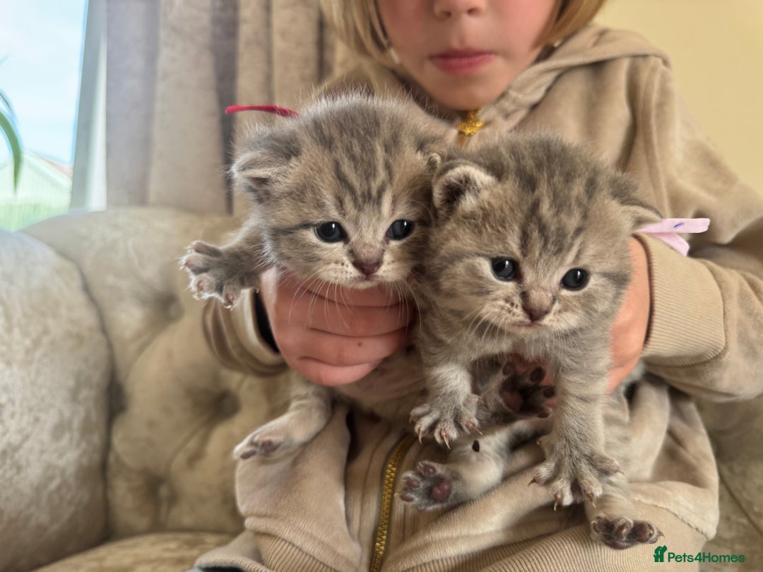 Scottish Fold cats for sale: Scottish fold/ Scottish striaght BSH kittens  - Image 20
