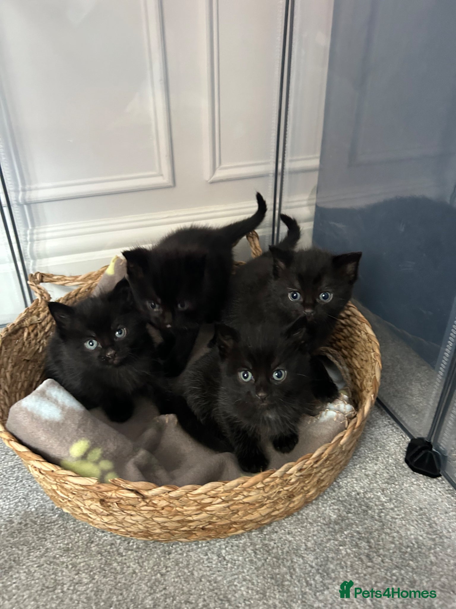 Mixed Breed cats 🐈‍⬛Four beautiful ghost tabby’s for sale! 🐈‍⬛ - Advert 1