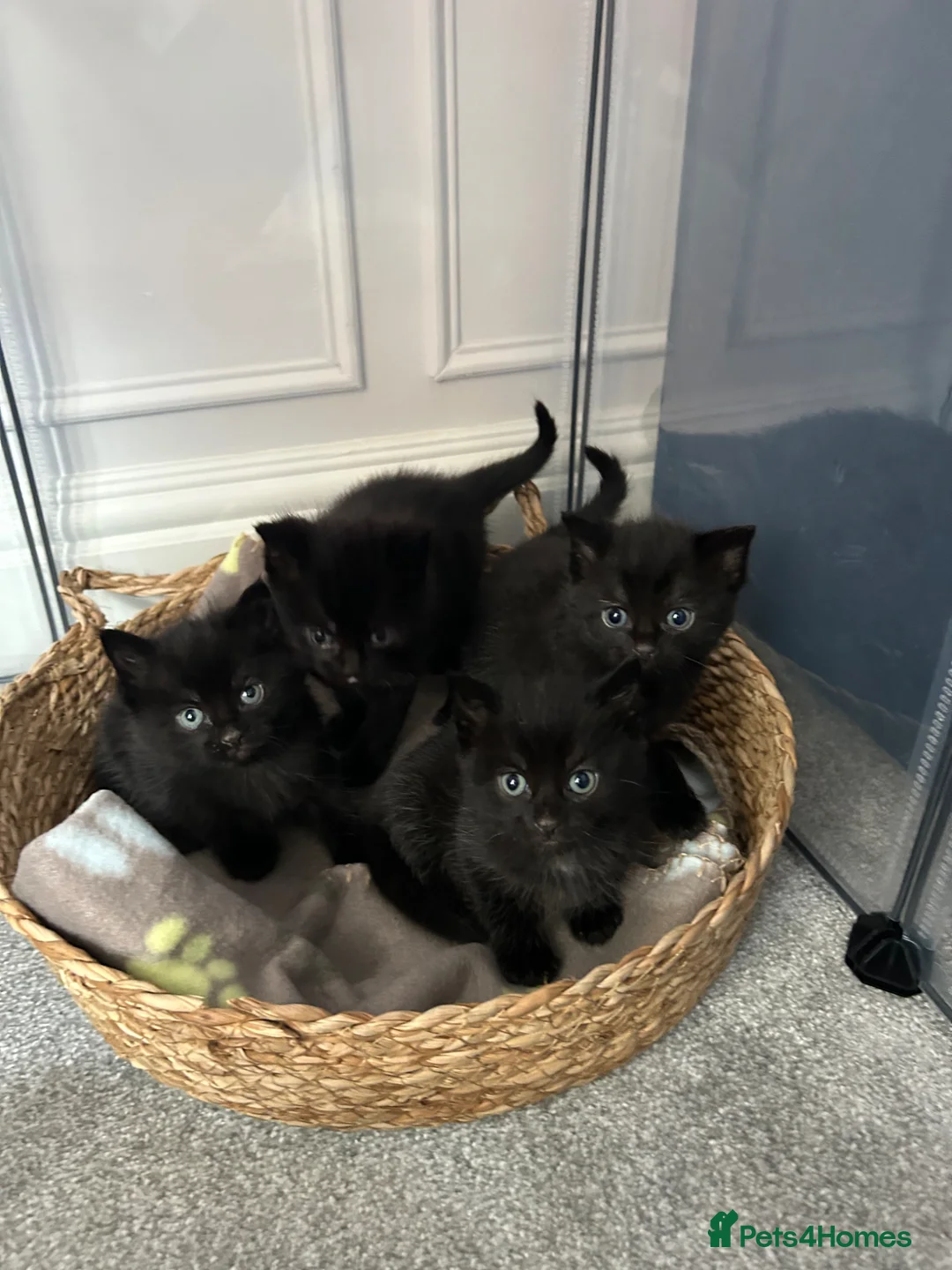 Mixed Breed cats for sale: 🐈‍⬛Four beautiful ghost tabby’s for sale! 🐈‍⬛ - Advert 1