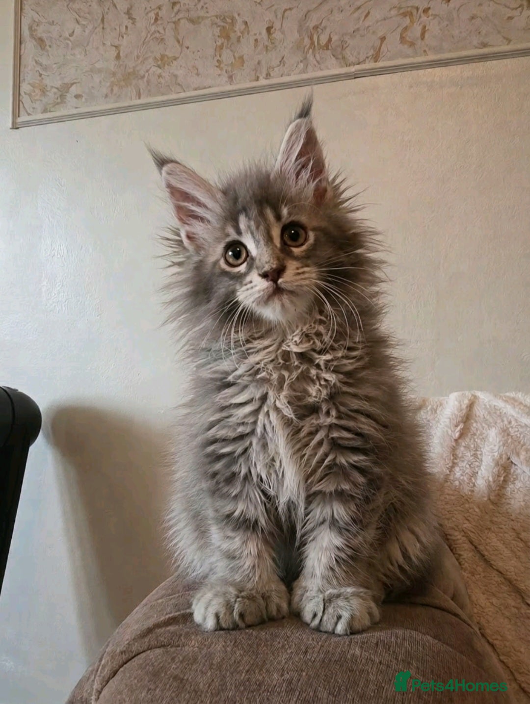 Maine Coon cats  Polydactyl Russian maine coon kittens - Advert 18