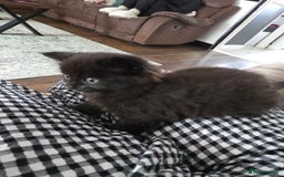 Mixed Breed cats for sale: Fluffy kittens - Image 3