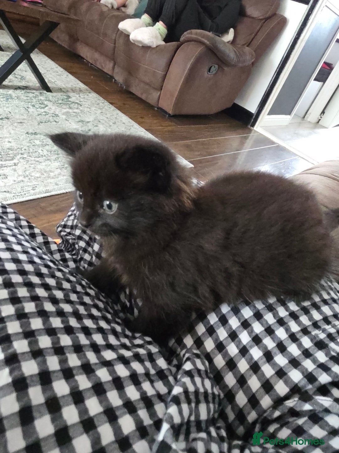 Mixed Breed cats for sale: Fluffy kittens - Image 3
