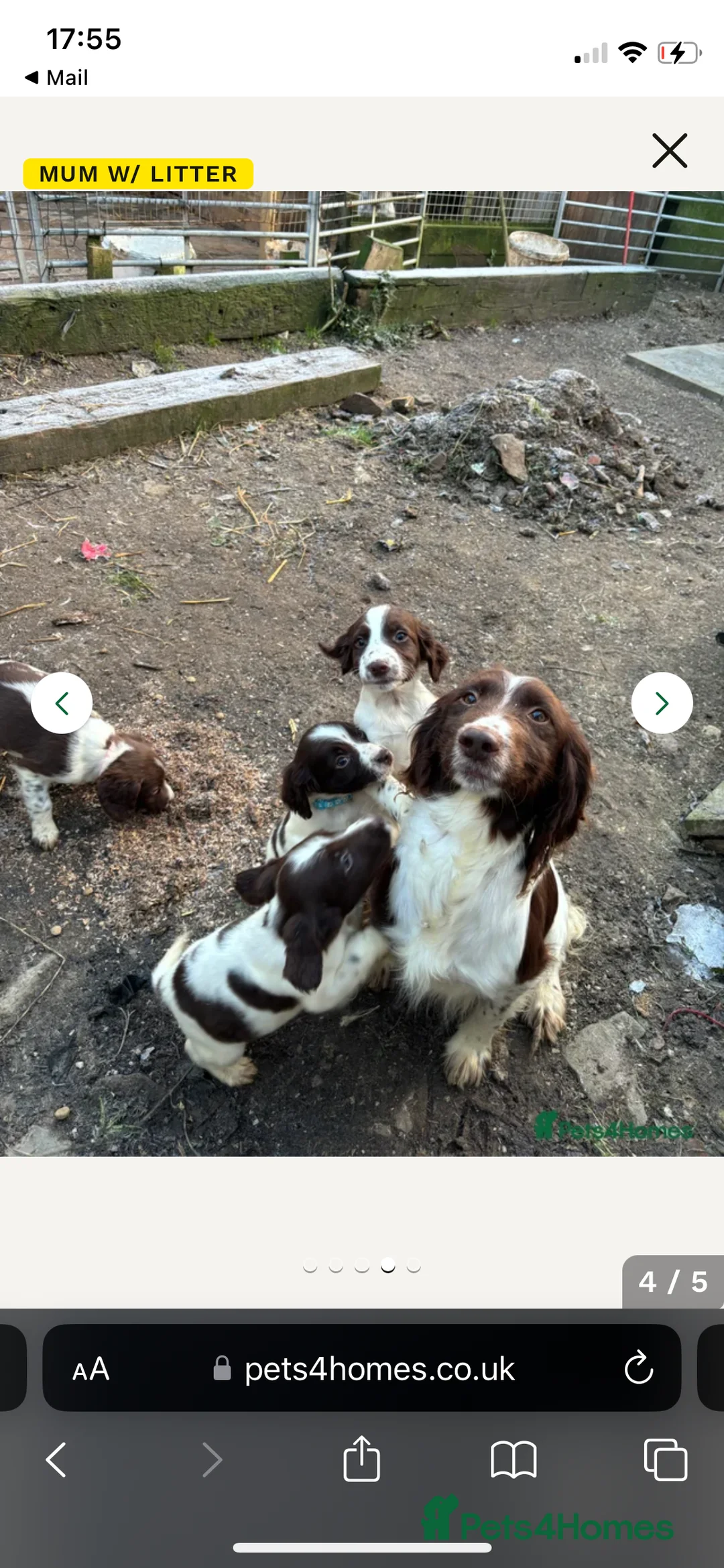English Springer Spaniel dogs for sale: 4 month old female springer spaniel  in Taunton - Advert 2