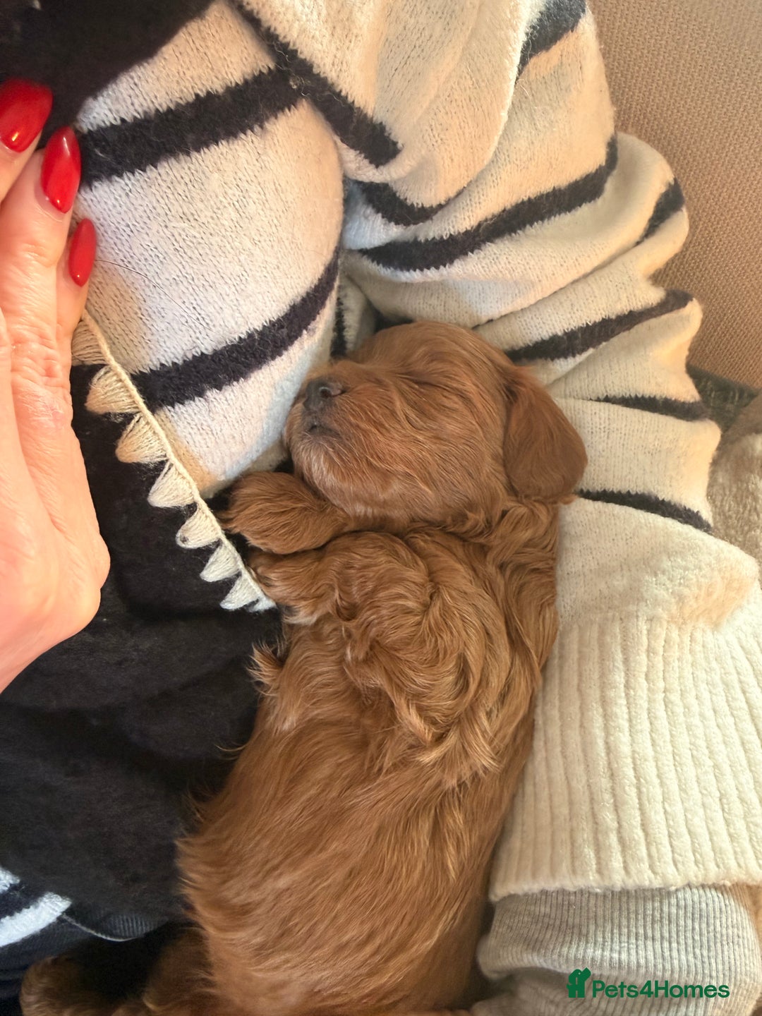 Maltipoo dogs for sale: Rare Red F1B Maltipoo Puppies - Advert 12