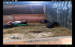 Pig livestock for sale: Ronnie and reggie  - Image 4