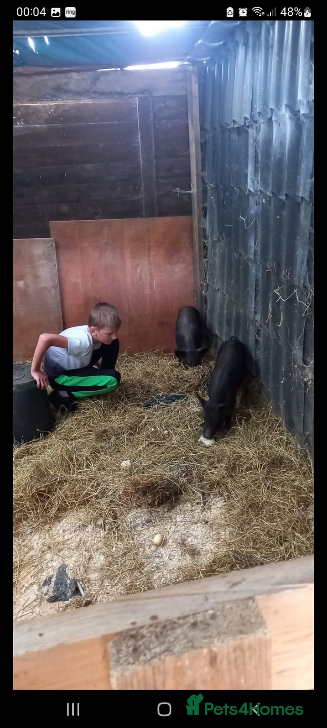 Pig livestock for sale: Ronnie and reggie  - Image 4