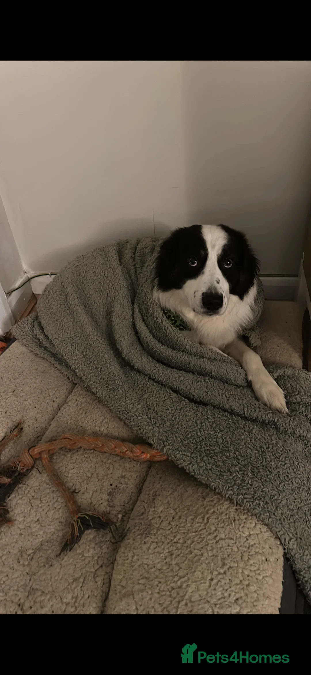 Border Collie dogs for sale: **REHOMING 7 year old collie** - Advert 2