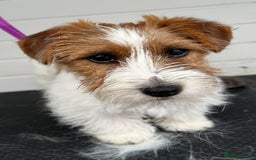 Jack Russell dogs for sale: Jack Russell Dog  - Image 2