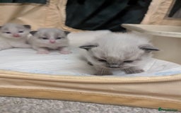 Ragdoll cats for sale: ragdoll kittens (only 1 boy left main picture) - Image 3