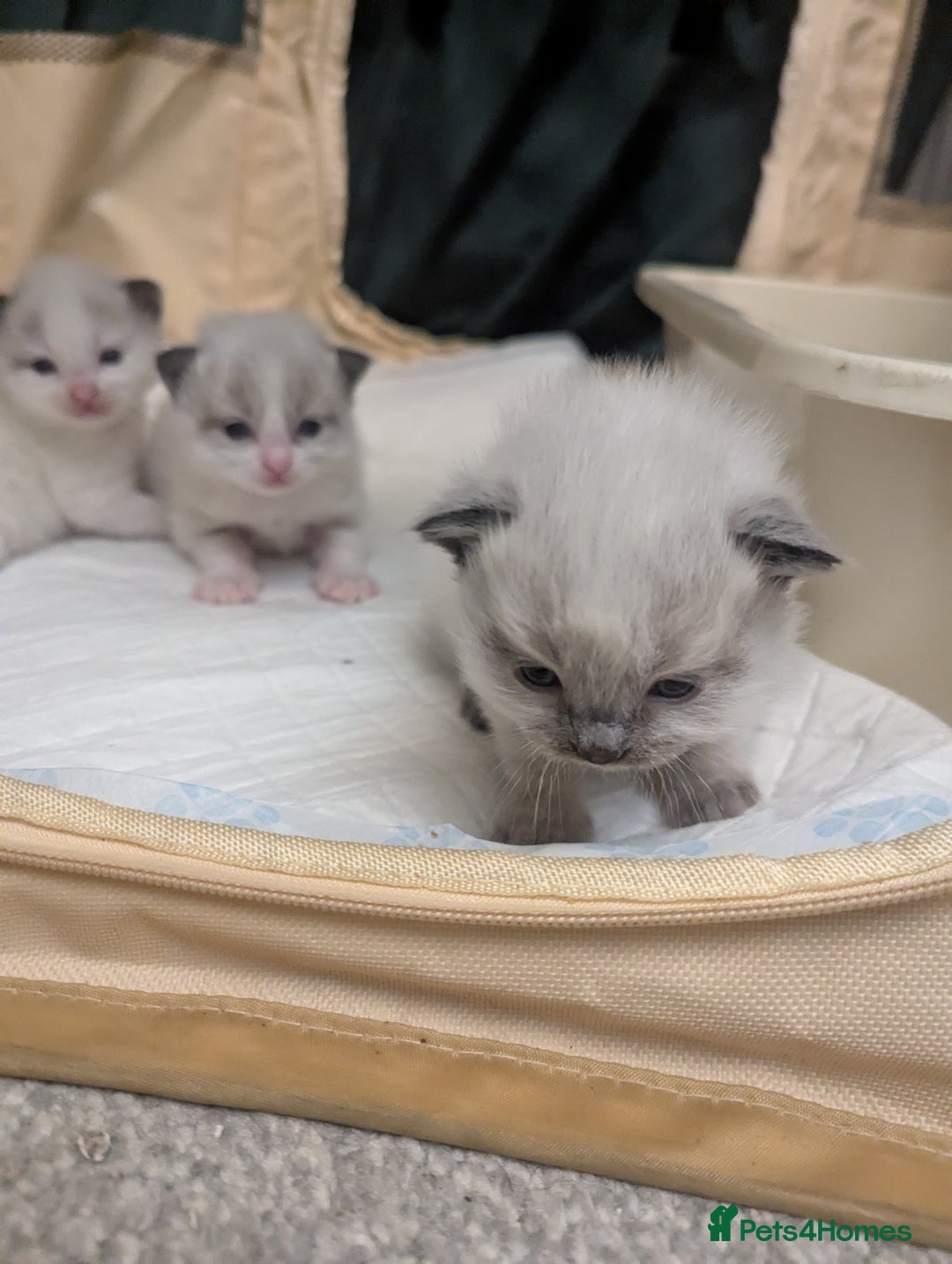 Ragdoll cats for sale: ragdoll kittens (only 1 boy left main picture) - Image 3