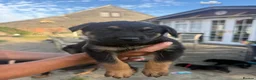 Mixed Breed dogs for sale: Adorable litter of Rottweiler cross GSD in Lewes - Advert 9