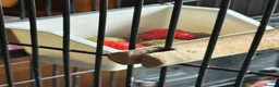 Parrots birds for sale: Make Kakariki  in Stowmarket - Advert 4