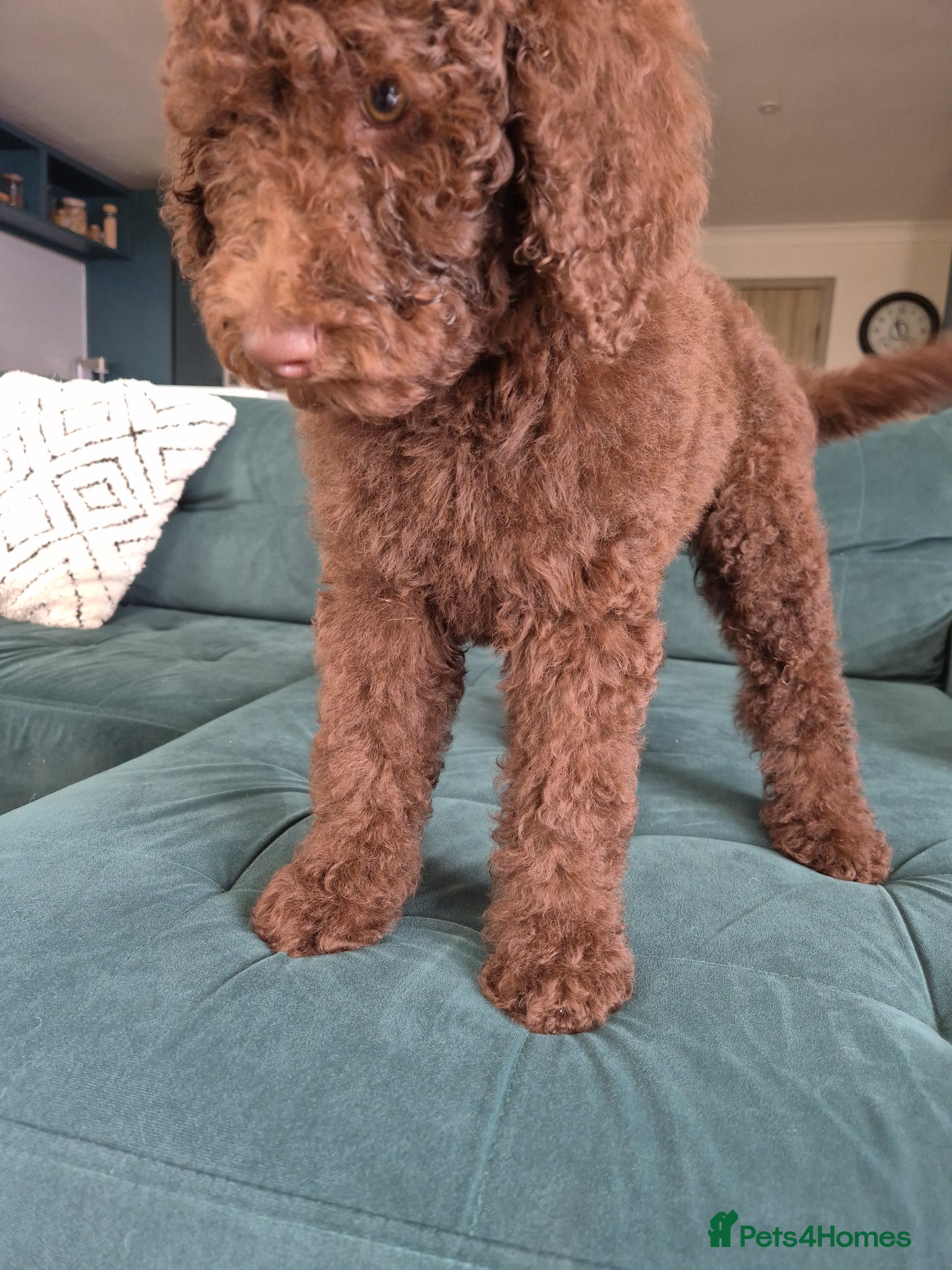 Standard Poodle dogs Gorgeous Standard Poodles – Your New Best Friend - Advert 1