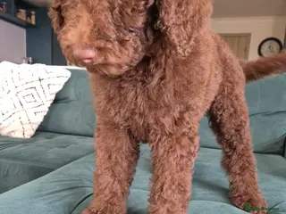 Standard Poodle dogs Gorgeous Standard Poodles – Your New Best Friend - Advert 1