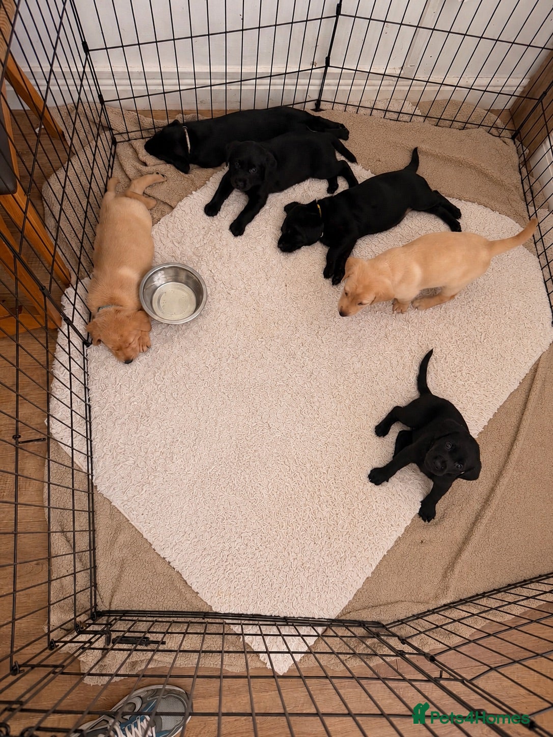 Labrador Retriever dogs 6 beautiful lab girls  - Advert 19