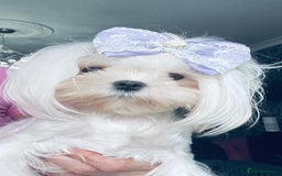 Maltese dogs for sale: Korean doll face puppies - Advert 10