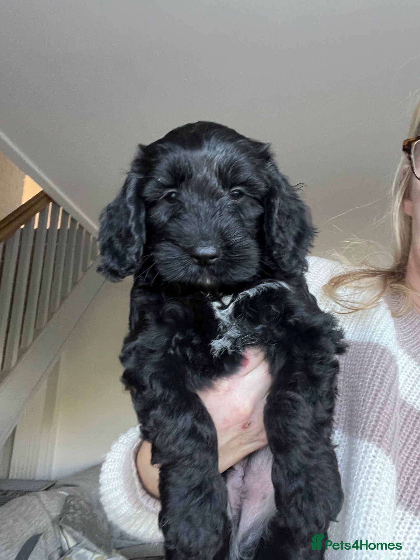 Cockapoo dogs READY TO GO! Beautiful F1 Cockapoo puppies.   - Advert 1