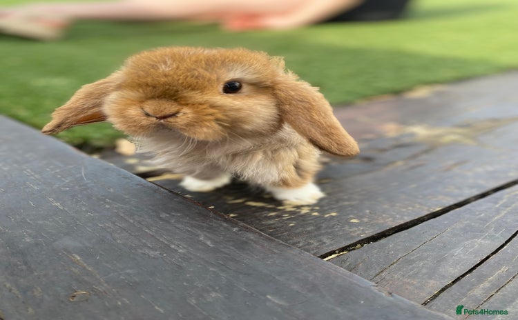 Mini Lop rabbits - Advert 2