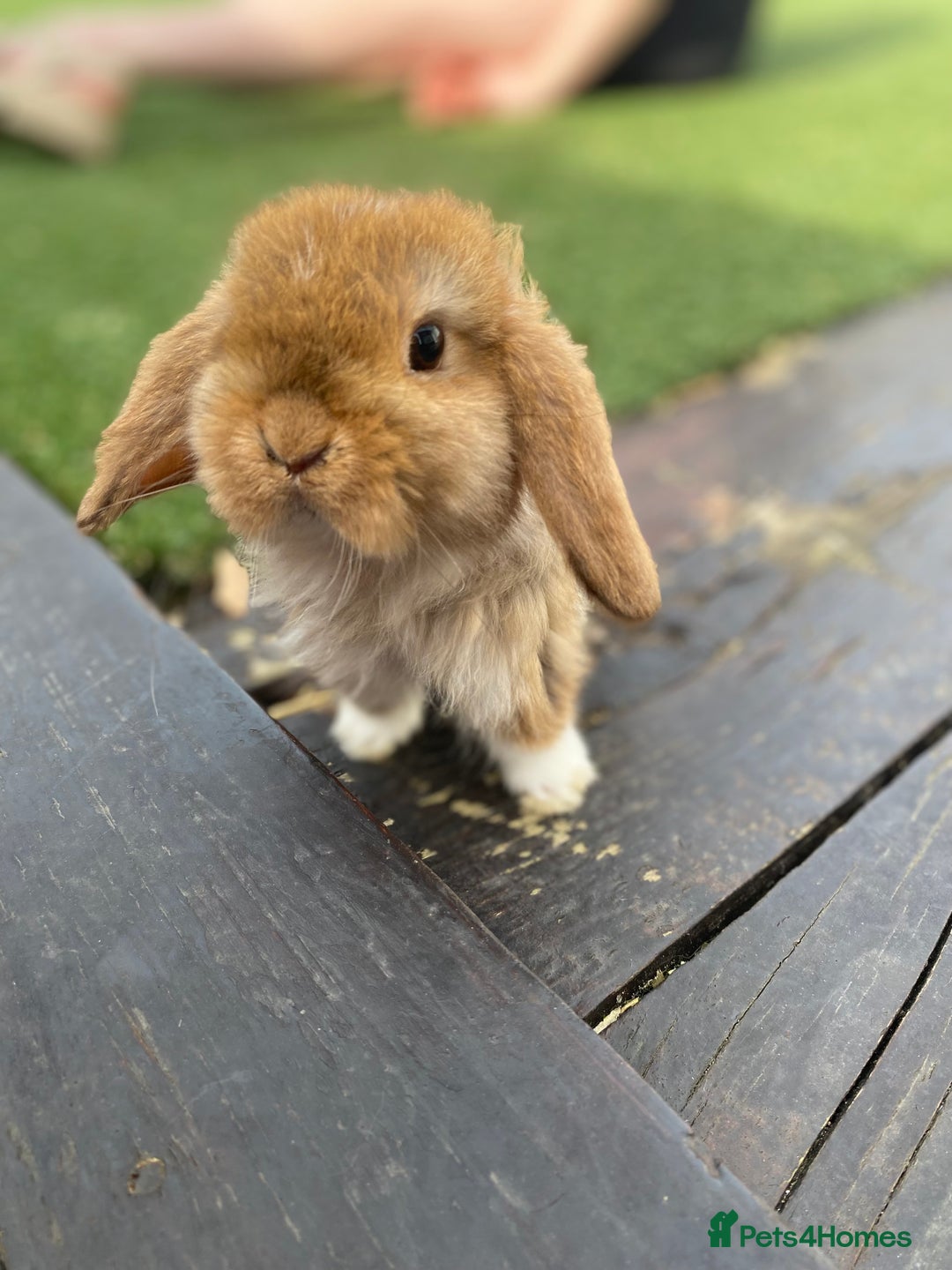 Mini Lop rabbits for sale: Gorgeous mini lops ready for their forever homes  - Image 1