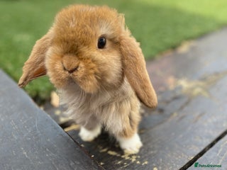 Mini Lop rabbits - Advert 1