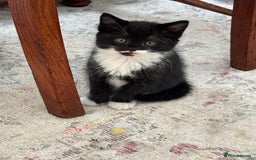 Mixed Breed cats for sale: Mix bread  - Image 8