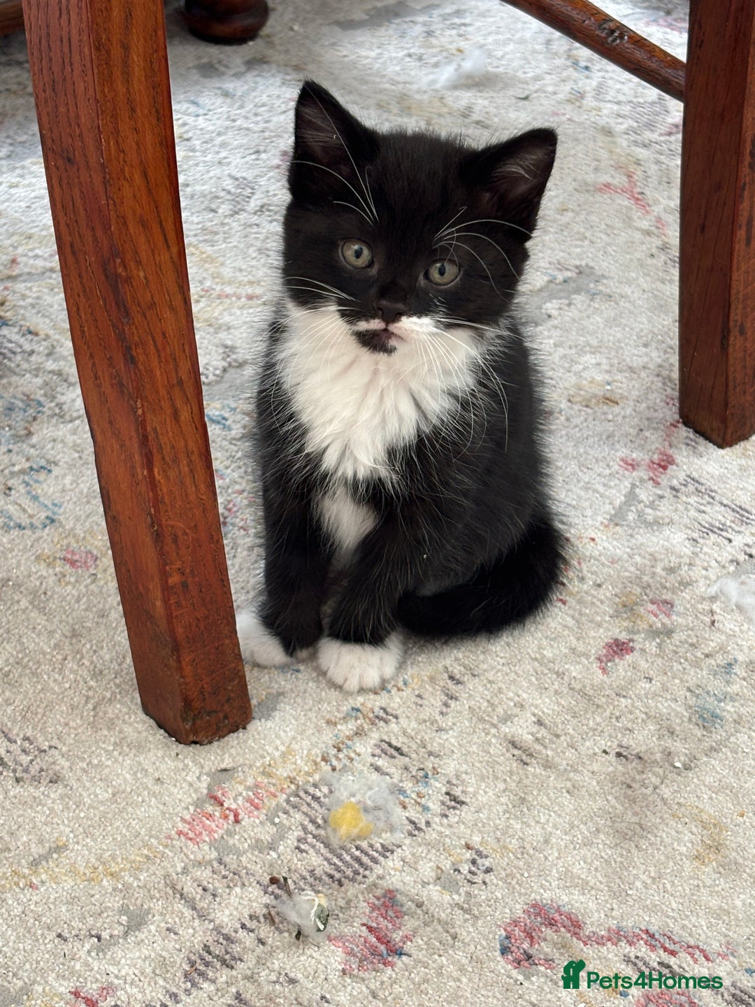 Mixed Breed cats for sale: Mix bread  - Image 8
