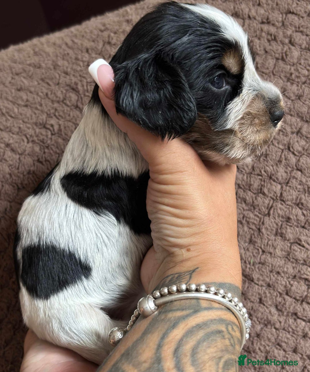 Cocker Spaniel dogs for sale: KC REG SHOW TYPE COCKER SPANIELS  - Image 19
