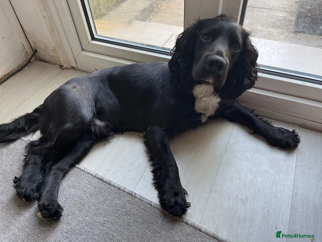 Sprocker dogs for sale: Sprocker Spaniel  in Gosport - Advert 1
