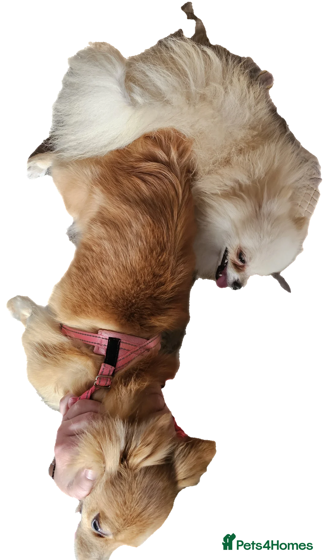 Pomeranian dogs for stud: White russian line kc reg pom  in Bedford - Advert 8