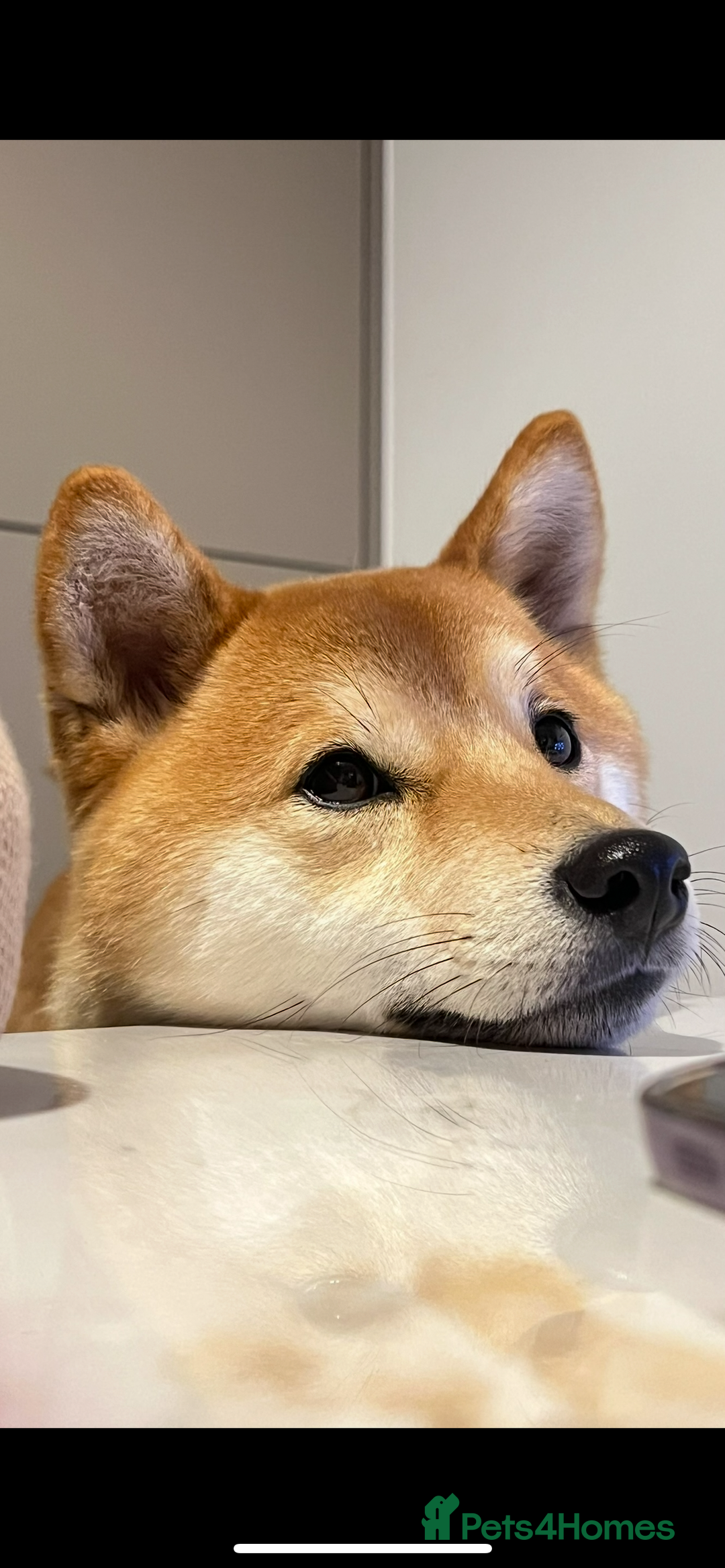 Japanese Shiba Inu dogs for sale: my beautiful 2 year old Shiba Inu  - Advert 3