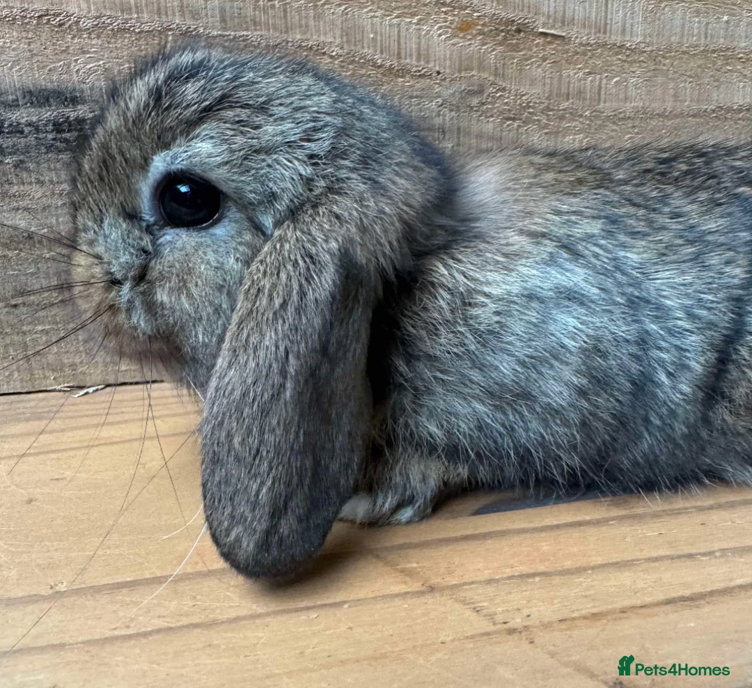 Mini Lop rabbits for sale: BEAUTIFUL MINI LOP BUNNIES - PEDIGREE  - Advert 21