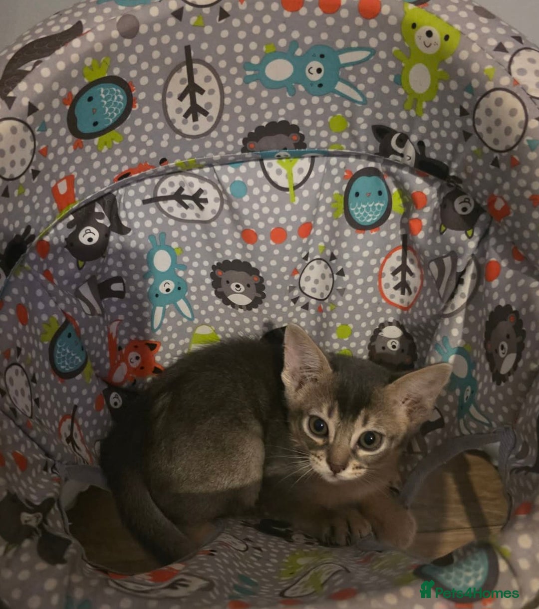 Mixed Breed cats for sale: Beautiful kittens looking for their forever homes - Advert 4