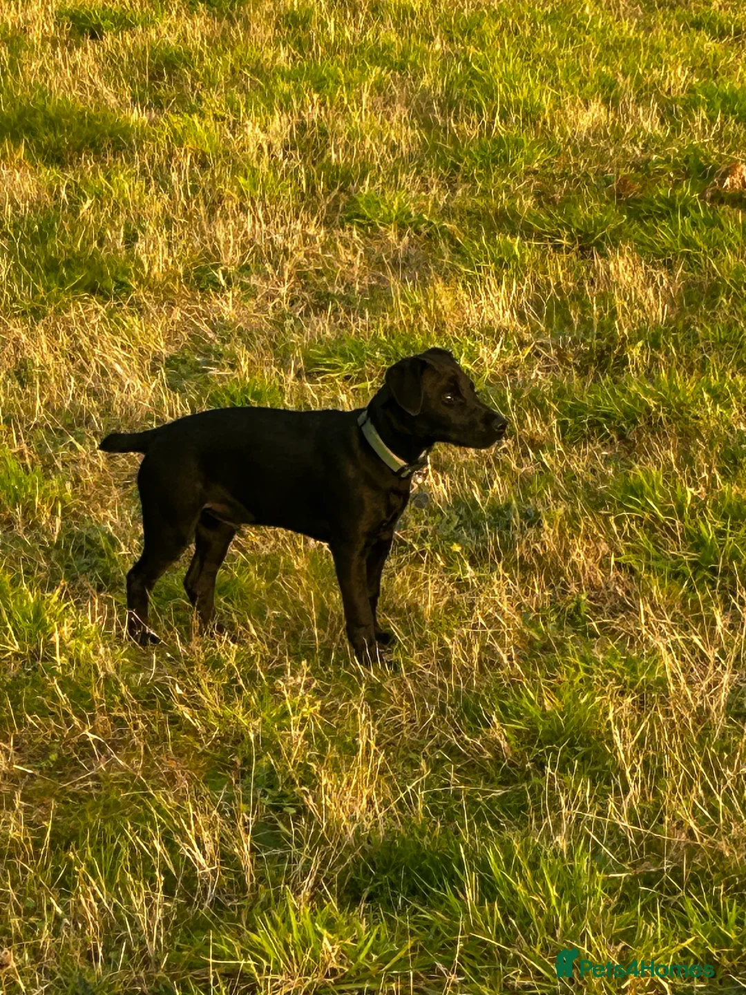 Patterdale Terrier dogs for sale: Patterdale terrier - Advert 3