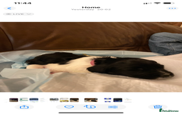 English Springer Spaniel dogs for sale: English Springer Spaniels  - Image 6