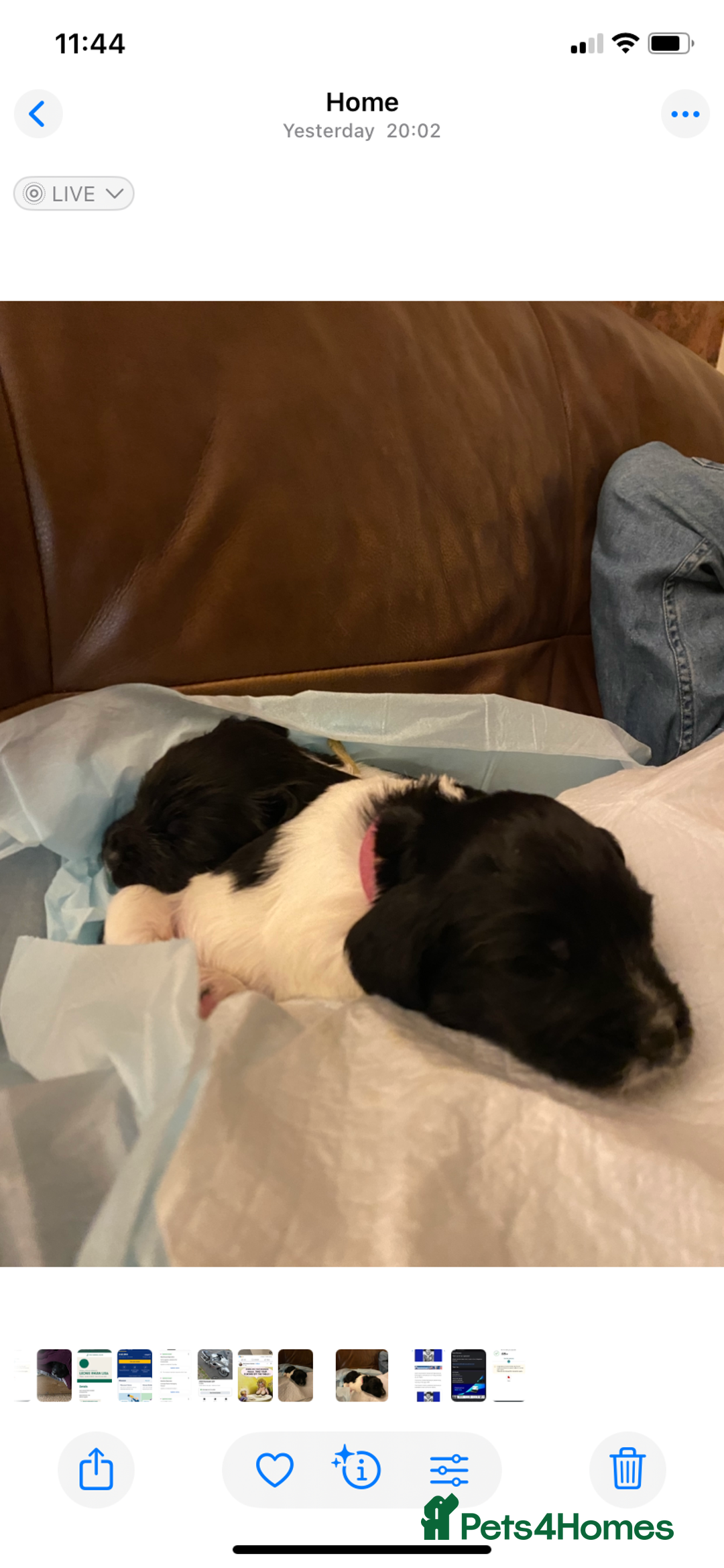 English Springer Spaniel dogs for sale: English Springer Spaniels  - Image 6