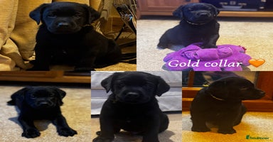 Labrador Retriever dogs - Advert 3