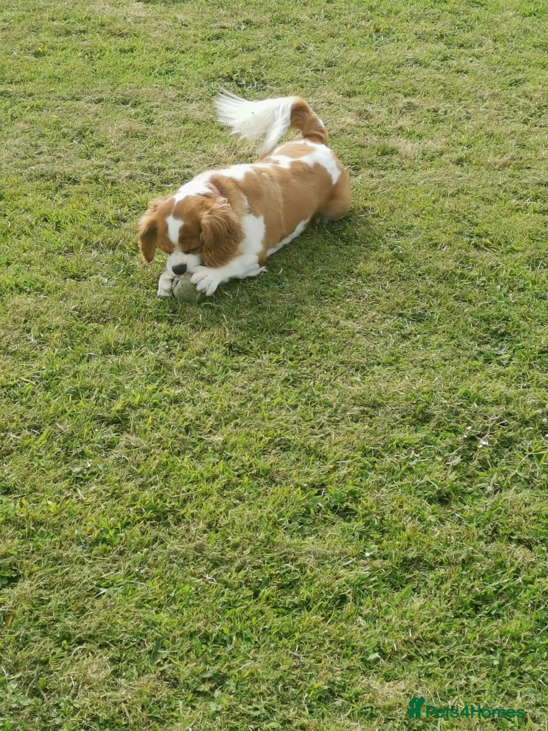 Cavapoo dogs for sale: 🐶 Red Cavapoo puppies from HEALTH TESTED PARENTS. - Advert 3