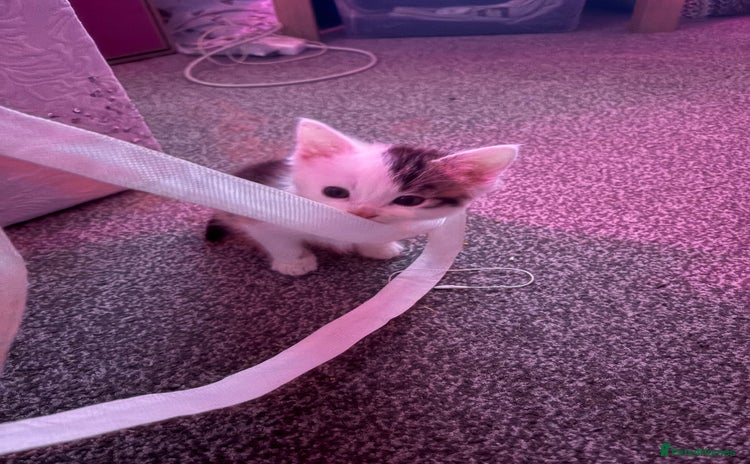 British Longhair cats Two beautiful British longhair mix kittens  - Advert 1