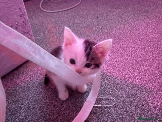 British Longhair cats Two beautiful British longhair mix kittens - Advert 13