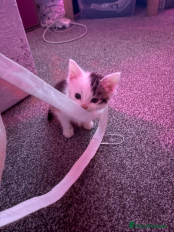 British Longhair cats Two beautiful British longhair mix kittens - Advert 3