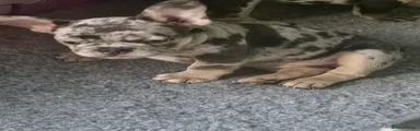 French Bulldog 2